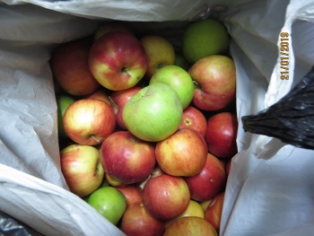 Новости » Криминал и ЧП: В Крым незаконно пытались ввезти фасоль, мандарины и яблоки