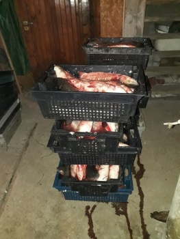 Керченский предприниматель незаконно выловил 230 кг пиленгаса