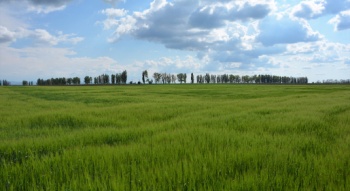 Новости » Общество: Аграрии Крыма в прошлом году ввели в оборот почти 30 тыс гектаров земель сельхозназначения