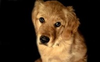 Керчане ищут очевидцев: вчера на «Дворце пионеров» сбили собаку