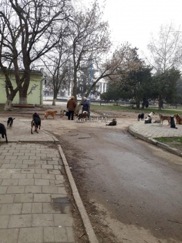 Новости » Общество: В Аршинцево гуляет огромная свора собак