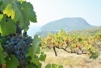 В этом году более 600 млн руб предусмотрено на закладку в Крыму виноградников