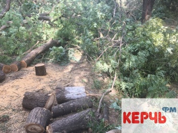 Новости » Экология: За вырубленные при строительстве «Тавриды» деревья Минприроды дали 200 млн руб