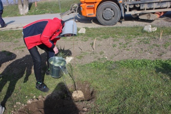 УЖКХ Керчи поручили следить за свежевысаженными деревьями на Митридате