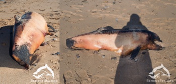 Новости » Экология: Под Евпаторией  в Крыму зафиксирована массовая гибель дельфинов
