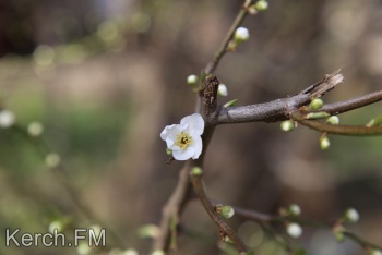 Ты репортер: Весна в Керчи – фоторепортаж от читательницы