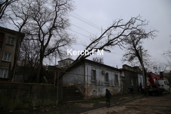 Новости » Общество: Выделенные в Керчи на спил аварийных деревьев деньги только поставили на торги