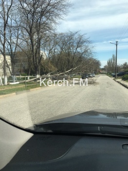 На Кирова на дорогу упало дерево