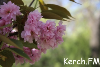 Новости » Общество: В Керчи цветут сакуры