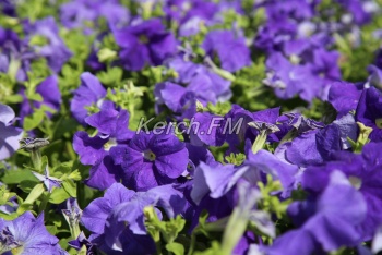 Новости » Общество: На клумбах в Керчи высаживают цветы