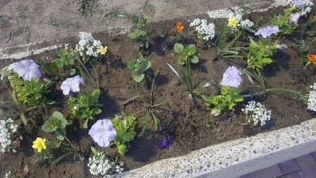 Керчане воруют цветы с городских клумб