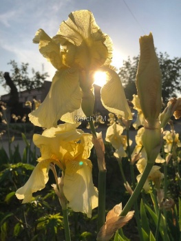 Ты репортер: Майские цветы в Керчи – фото от читательницы