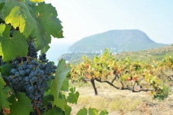 Господдержка виноделия в Крыму в этом году выросла в 2,5 раза