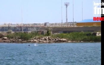 Керчане наблюдали дельфинов на набережной и горпляже (видео)