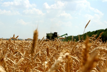 Новости » Общество: Аграрии Крыма планируют собрать не менее 1,3 млн тонн зерна
