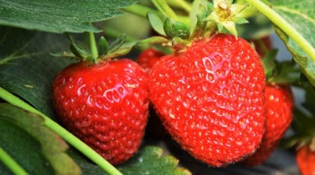 Валовой сбор плодов и ягод в Крыму за год вырос в 1,5 раза