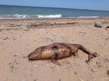 Керчане нашли мертвого дельфиненка, который запутался в сети