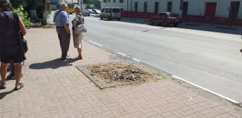 В центре Керчи старые деревья спилили, но оставили щепки и опилки