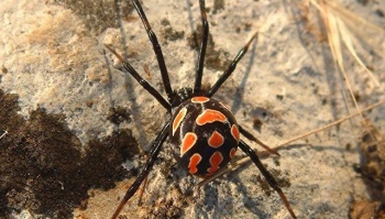 Новости » Общество: Под Керчью обитает опасный вид пауков