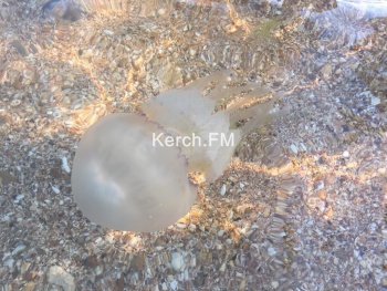 Как вам такой отдых? На побережье Горпляжа и в Юркино - скопление огромных медуз