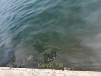 Новости » Экология: Море на набережной Керчи покрыто масленичной пленкой
