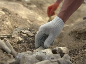 Новости » Общество: Археологи обнаружили в Крыму останки детеныша кита возрастом около 10 млн лет