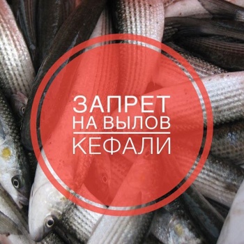 Новости » Общество: У берегов Крыма вводится нерестовый запрет на лов черноморских кефалей