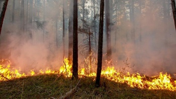 Новости » Общество: Количество лесных пожаров в Крыму за год сократилось в два раза