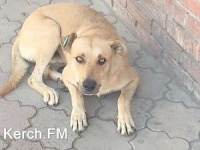 В Крыму за два года стерилизовали 15 тыс бездомных собак