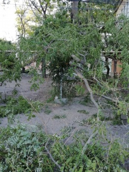 Дерево упало на газовую трубу в Керчи, но никто не спешит его убирать