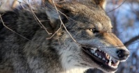 Новости » Общество: Из-за напавшего на людей бешеного волка в Крыму ввели карантин
