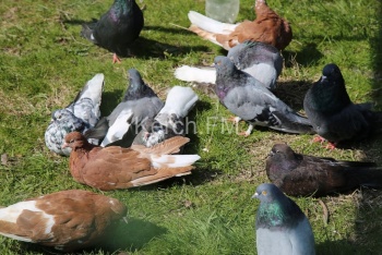 Новости » Общество: Почему в Керчи начали умирать голуби?