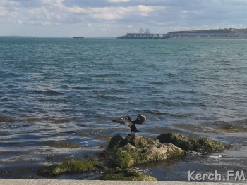 Новости » Общество: Керченская реальность: на Набережной одни ходят в пальто, а другие  купаются