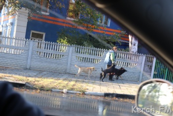 Новости » Общество: В Аршинцево в районе полиции стая собак напала на керчанку