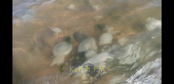 Ты репортер: В Керченском проливе у берега до сих пор встречается кисель из медуз
