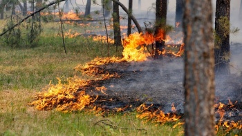 Более 12 га лесной подстилки горит в Крыму