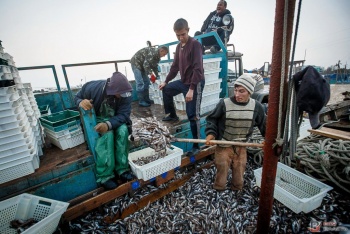 Украина и РФ вновь дистанционно подпишут протокол о вылове рыбы в Азовском море на 2020 год