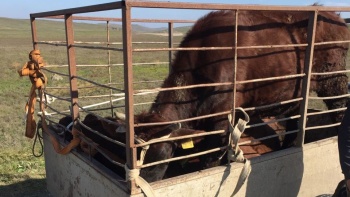 Новости » Общество: Троих в Керчи оштрафовали за перевозку животных и мясных продуктов без документов