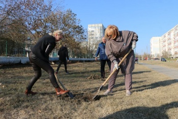Вдоль улицы Ворошилова высадили аллею миндальных деревьев