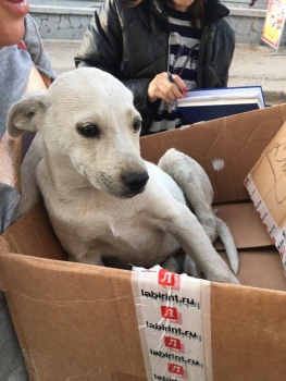 За сбитую собаку в Крыму водителя лишили прав на год