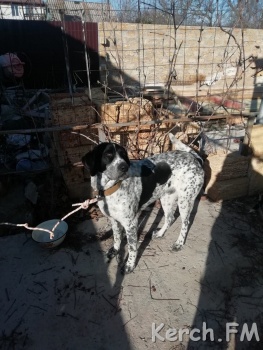 Новости » Общество: Потерянная в Керчи  собака ищет хозяина