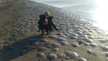 Новости » Общество: В Щелкино на побережье выбросило тысячи медуз
