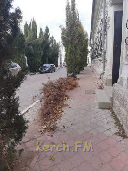 Новости » Общество: Керчане просят убрать  засохшие  деревья с улицы Циолковского