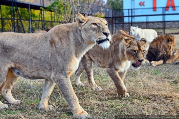 Налоговая нашла, что в парке львов «припрятали» 20 млн рублей выручки