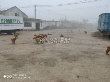 Более  30 бездомных собак керчане насчитали в одном из районов города