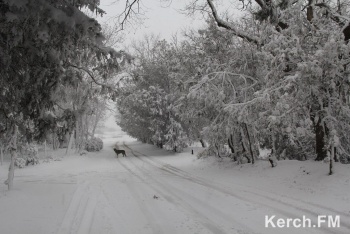 Новости » Общество: Снег в Крыму во время новогодних каникул можно будет найти только в горах