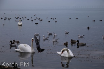 В Керчи зимуют лебеди (фото, видео)