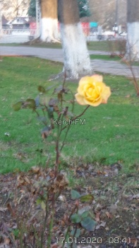 Ты репортер: Теплая зима в Керчи – распускаются розы