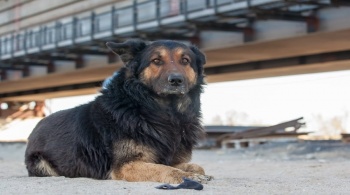 Новости » Общество: Собаки со стройки Крымского моста ищут новый дом