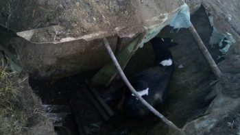 В Крыму спасали корову, которая упала в 2-метровую яму